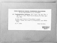 Image of Lophodermium herbarum